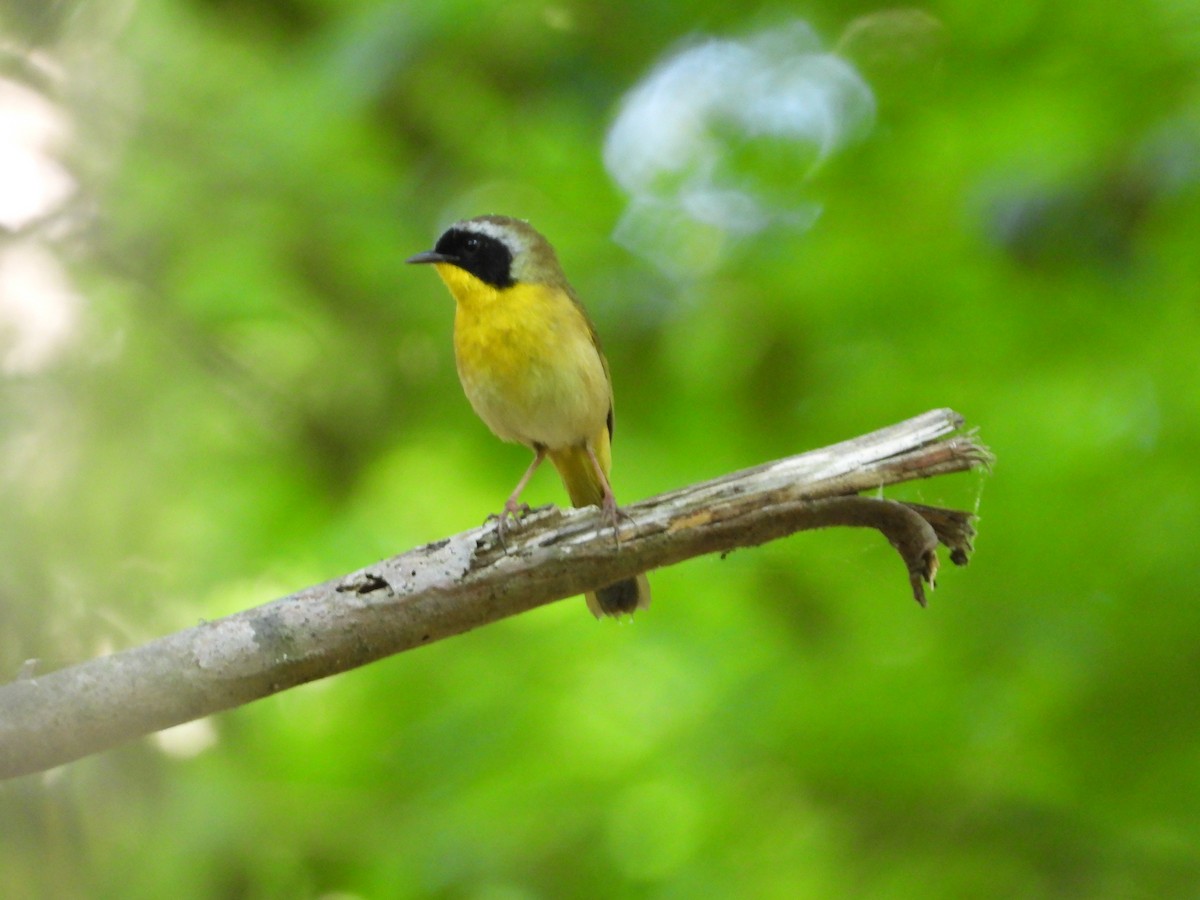 Common Yellowthroat - ML608843991