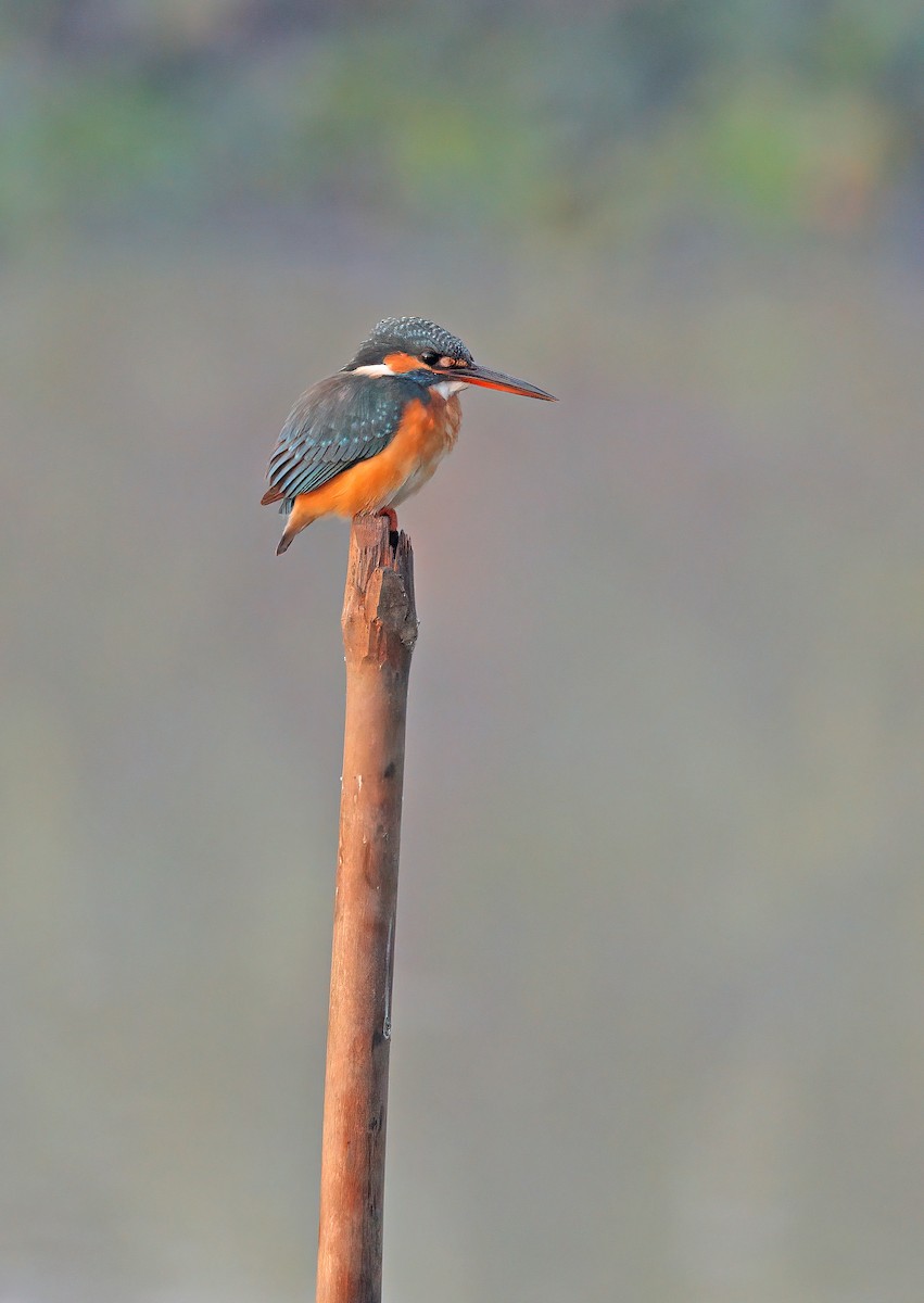 Common Kingfisher - ML608844029