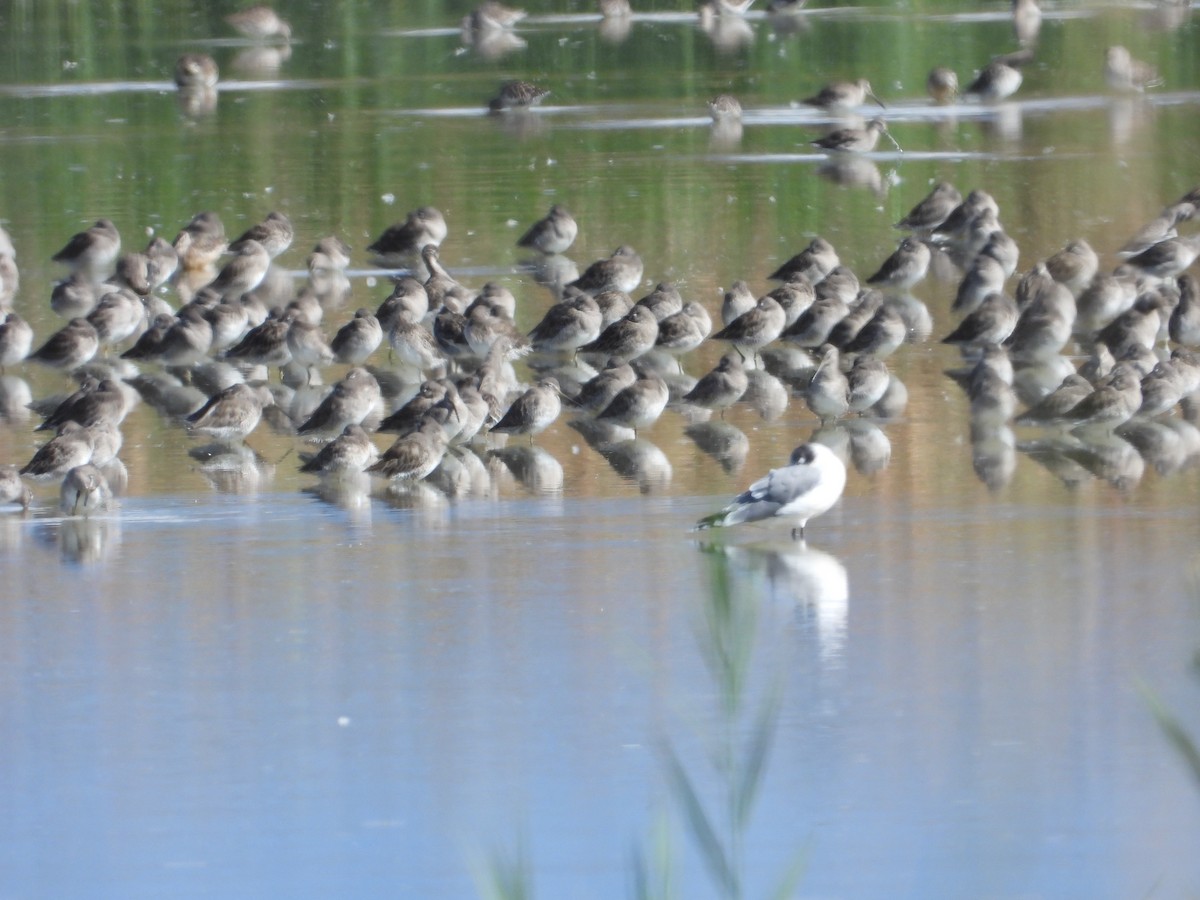 Long-billed Dowitcher - ML608844032