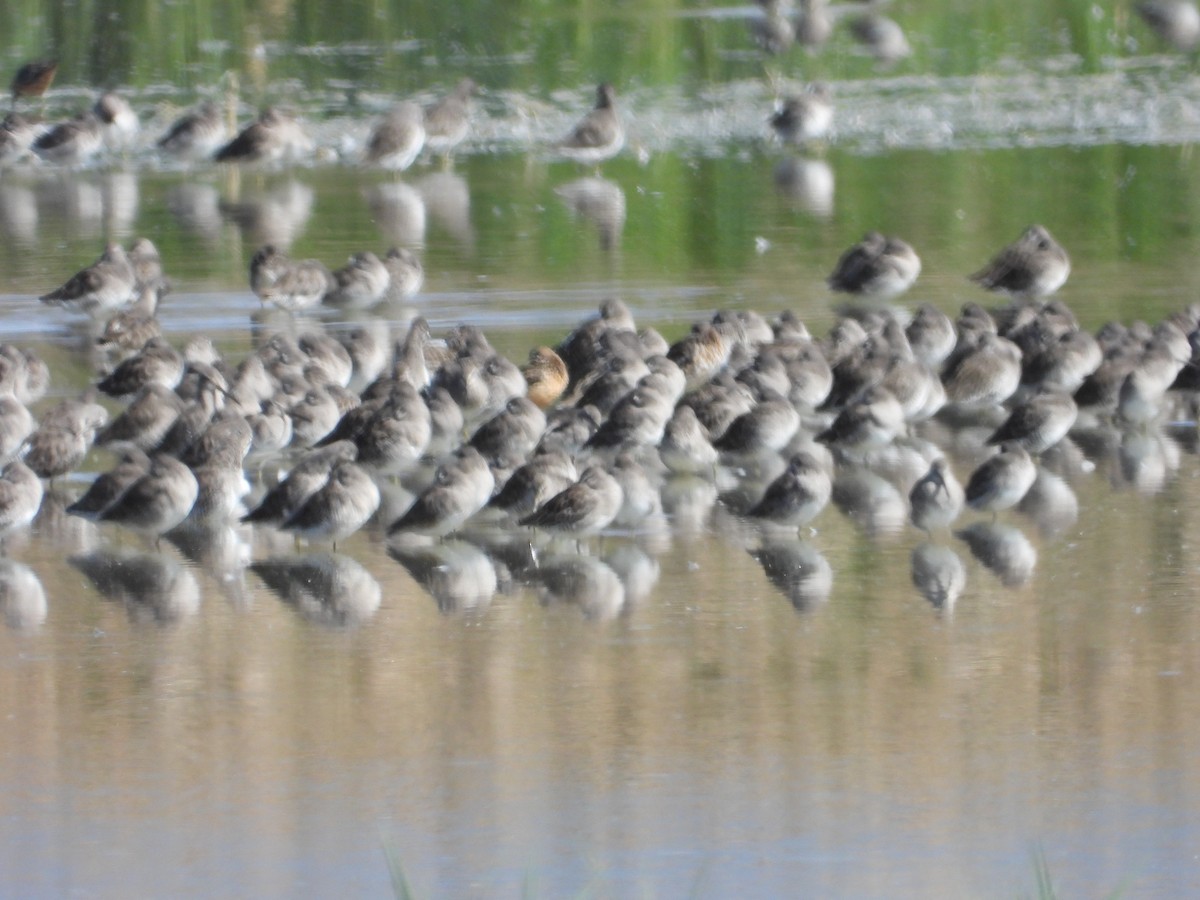 Long-billed Dowitcher - ML608844033