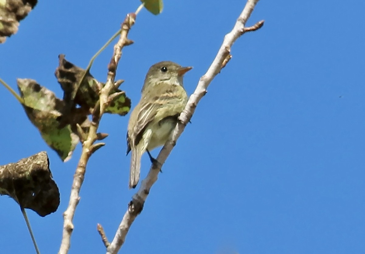 Willow Flycatcher - ML608844092