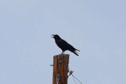 Common Raven - ML608844103