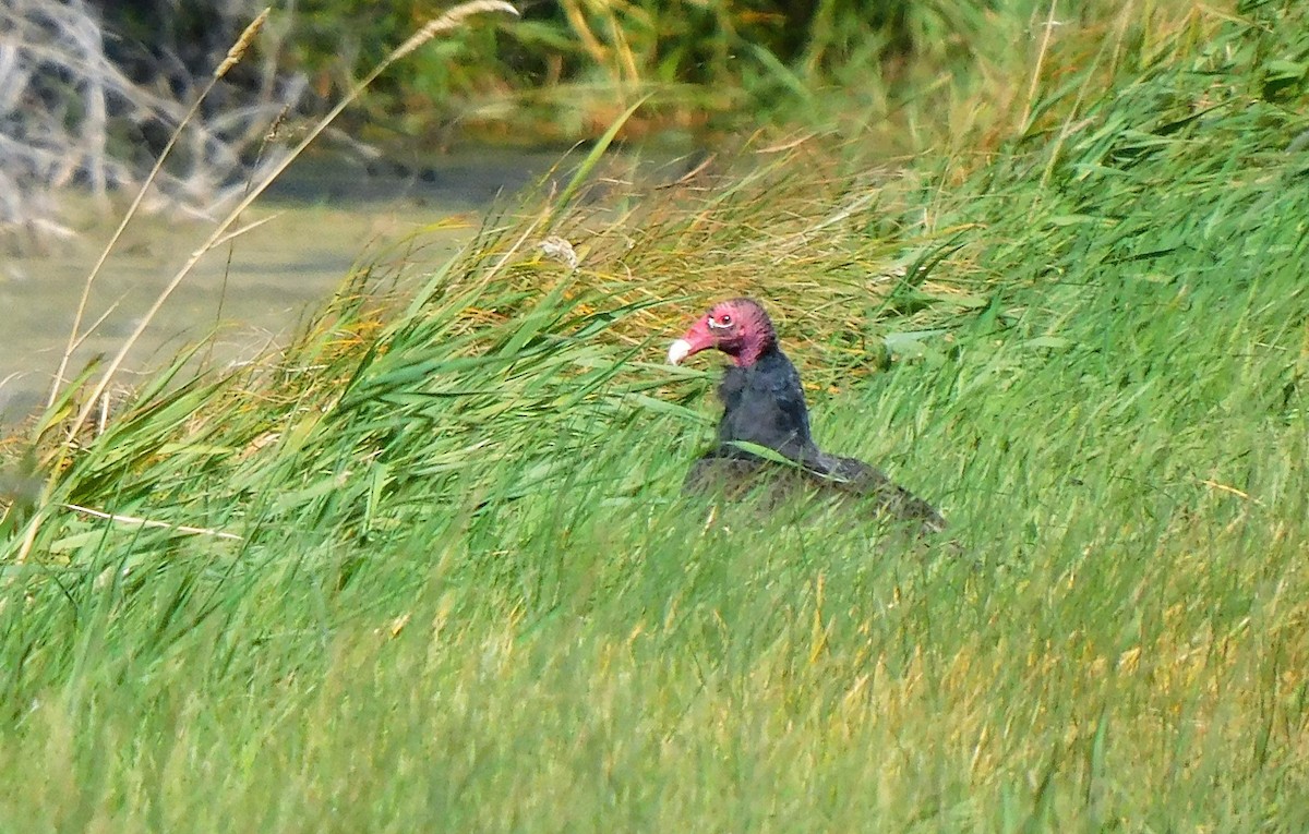 Turkey Vulture - ML608844113