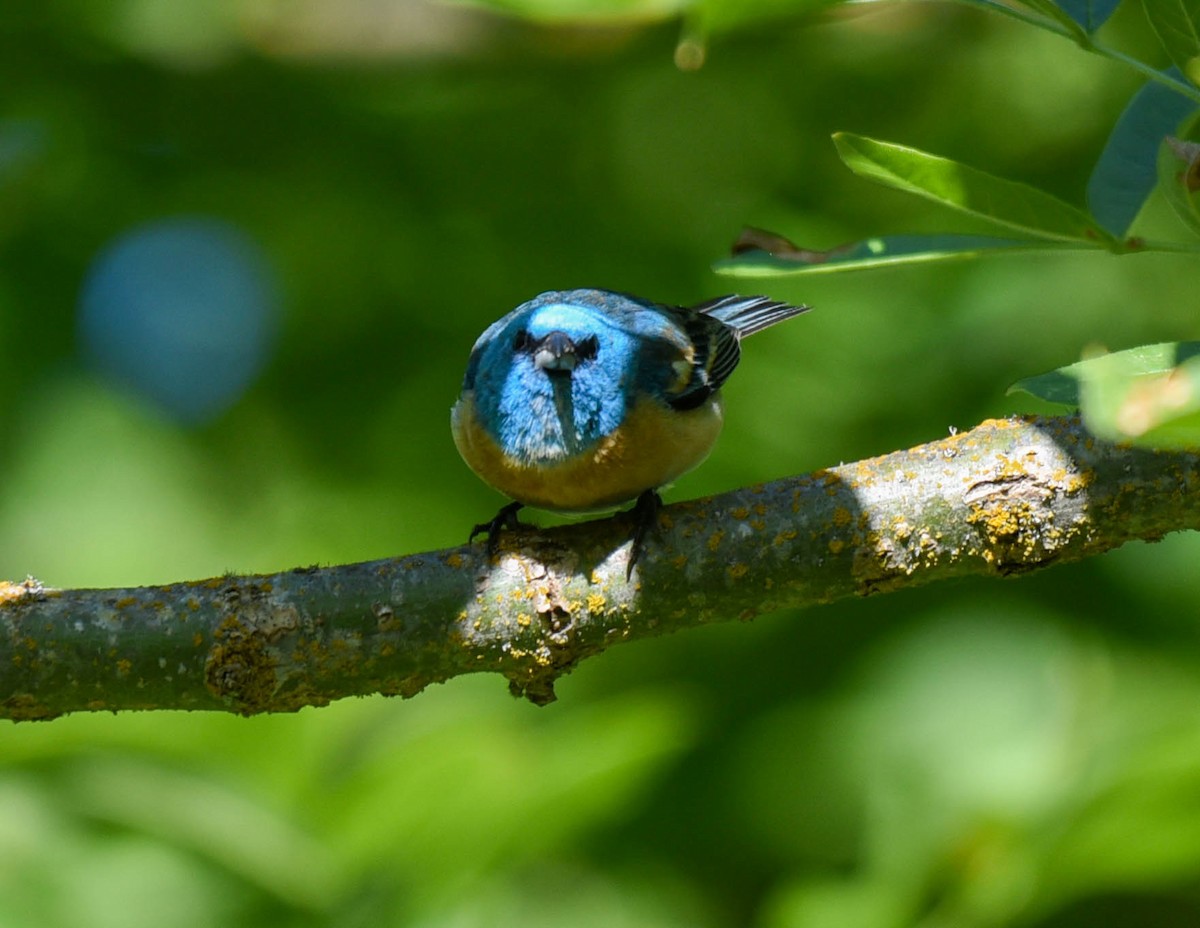 Lazuli Bunting - virginia rayburn