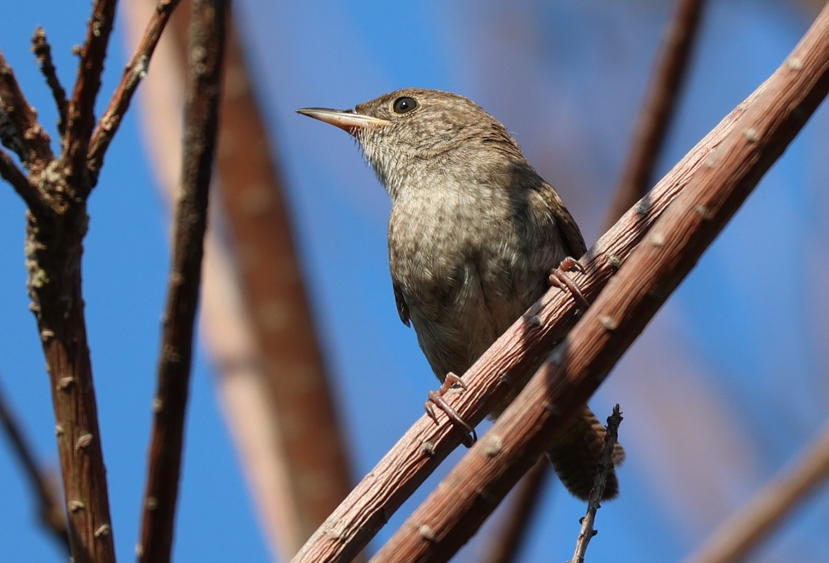 Northern House Wren - ML608844133
