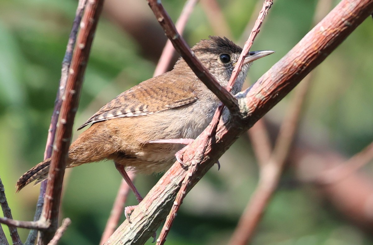 Northern House Wren - ML608844138