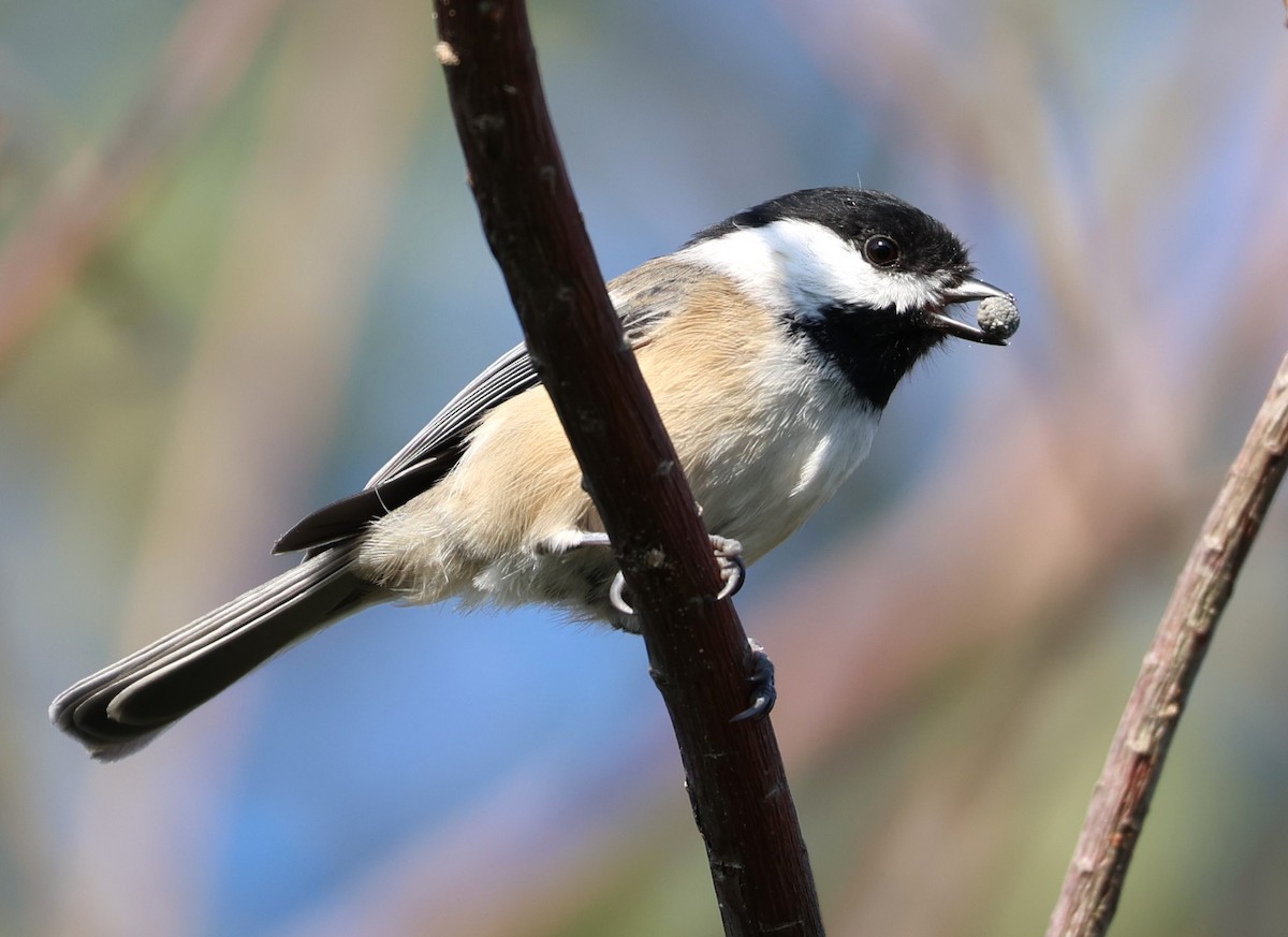 Black-capped Chickadee - ML608844142