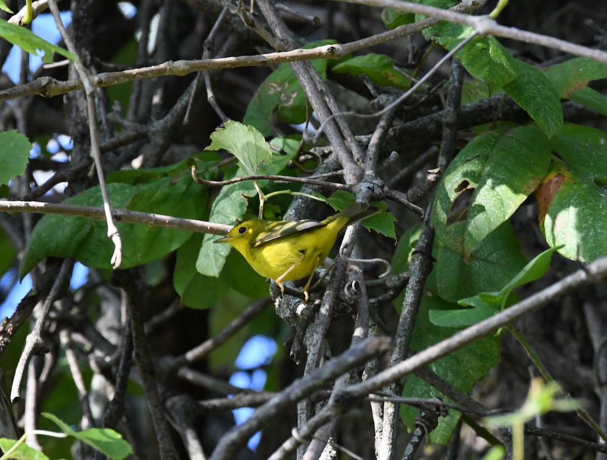 Wilson's Warbler - Chris Stringer