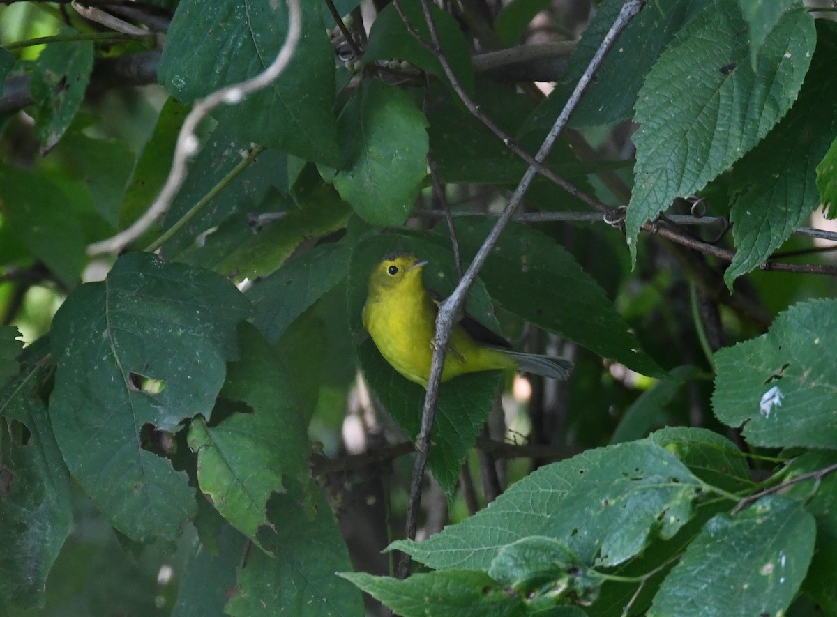 Wilson's Warbler - ML608844159