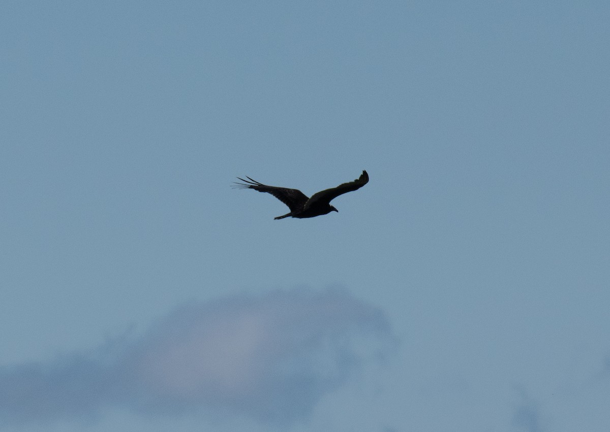 Turkey Vulture - ML608844164