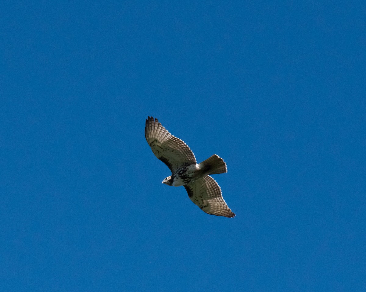 Red-tailed Hawk - ML608844190