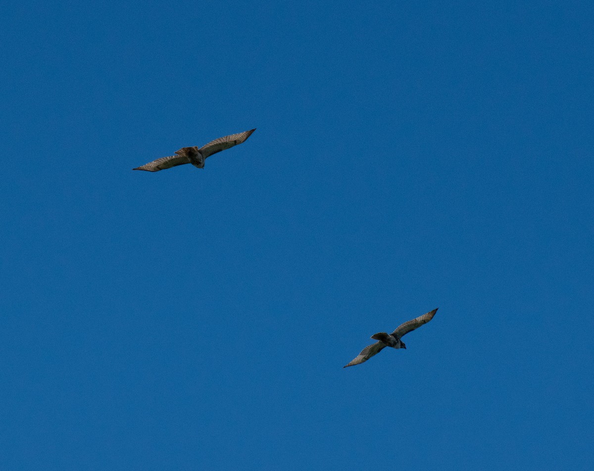 Red-tailed Hawk - ML608844191