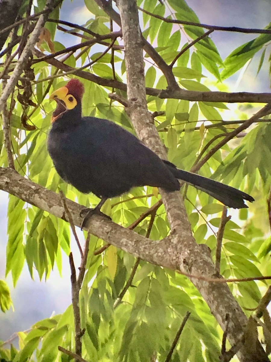 Turaco de Ross - ML608844255