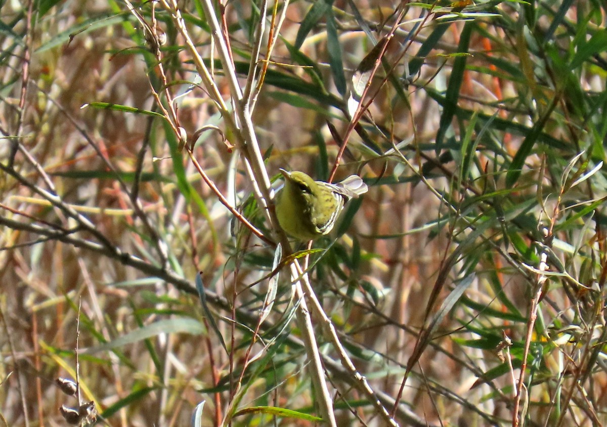 Blackpoll Warbler - Kathy Eklund