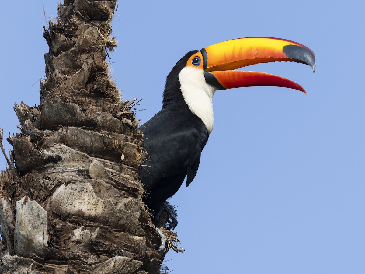 Toco Toucan - ML608844341