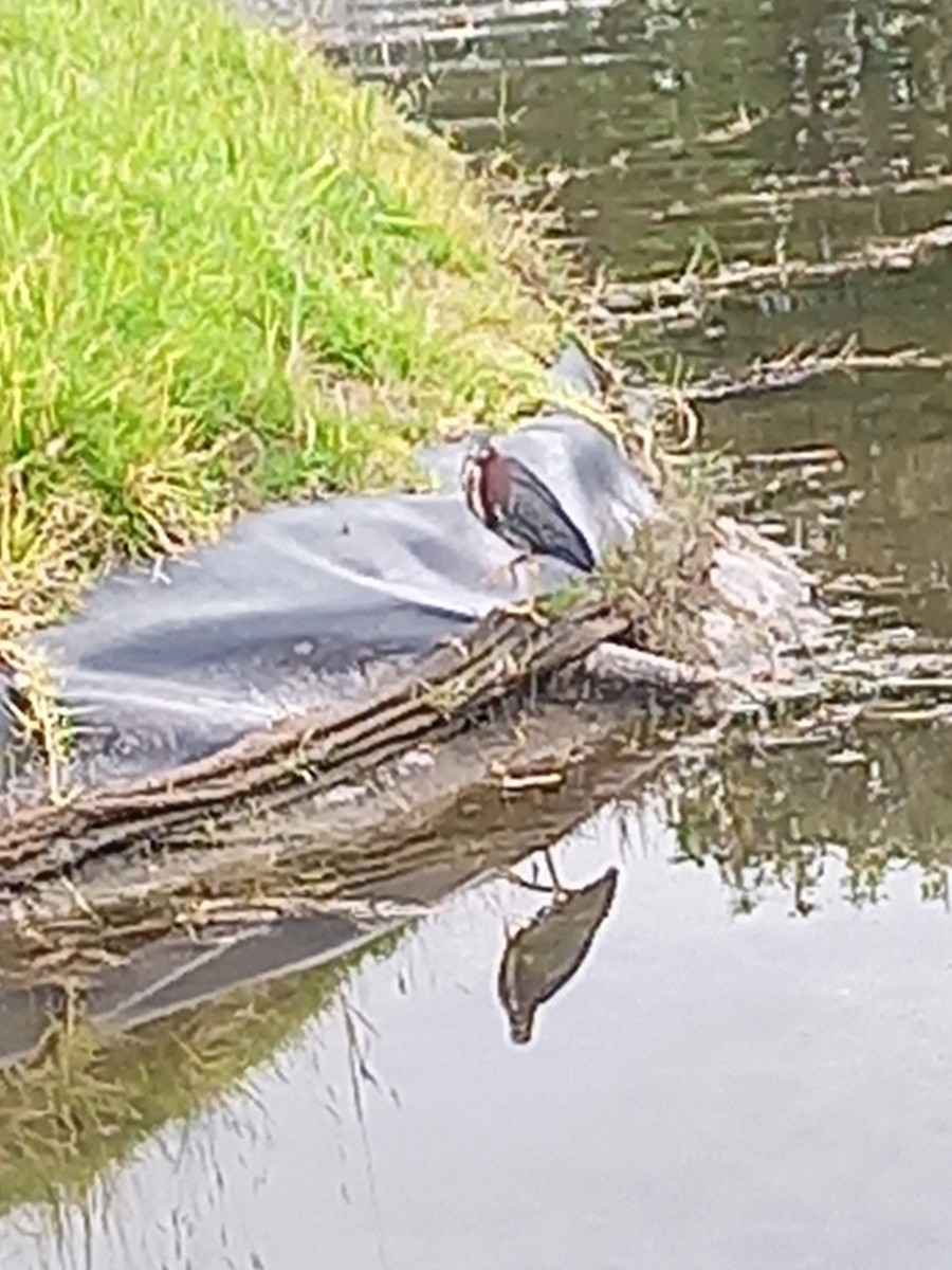 Green Heron - ML608844369