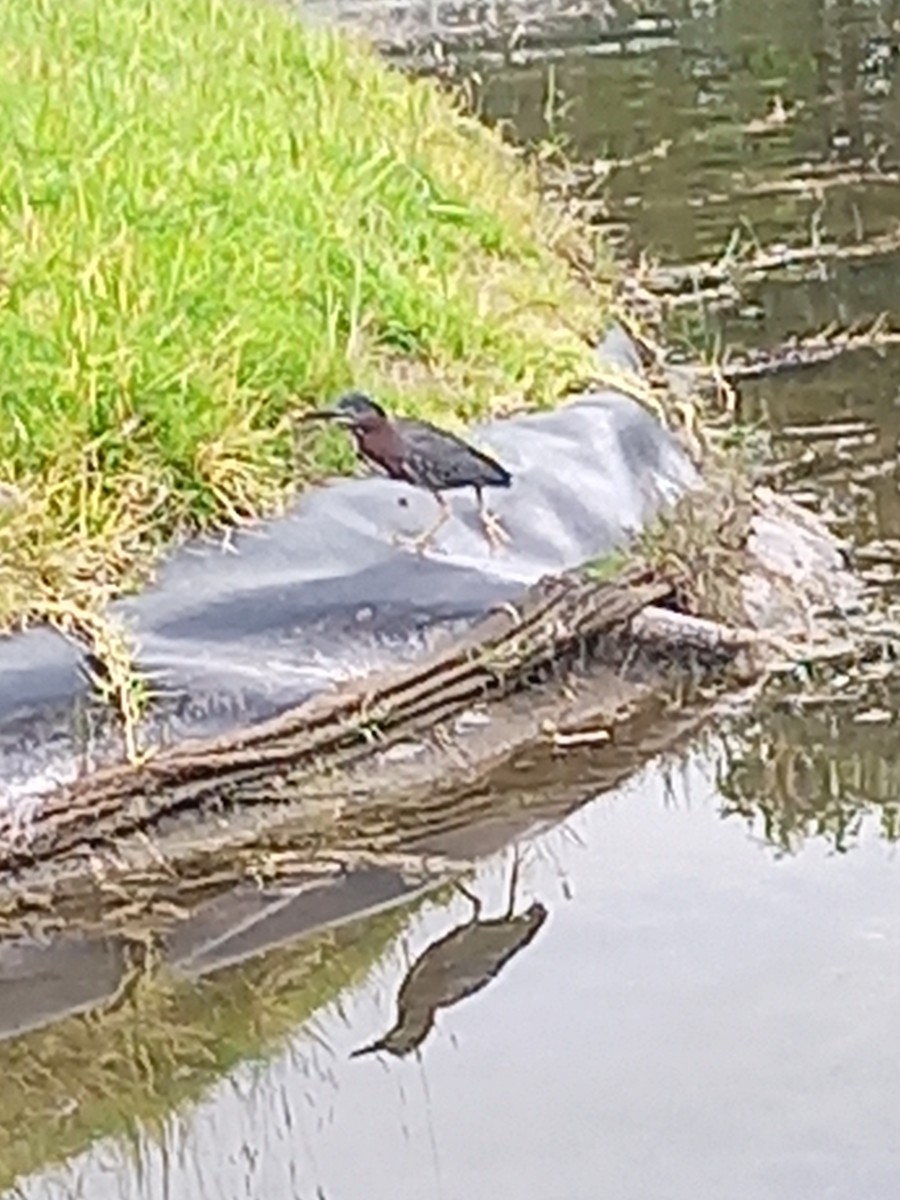 Green Heron - ML608844370