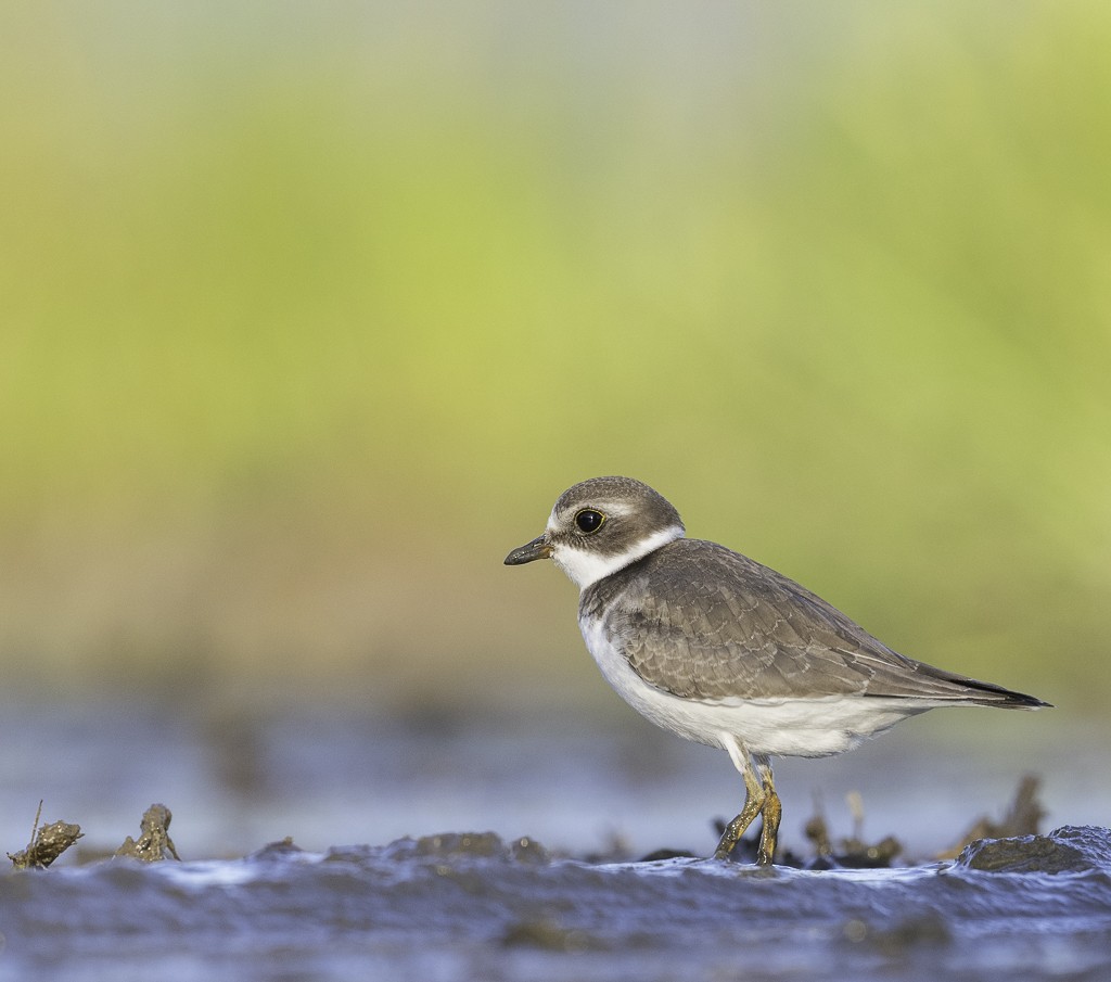 Semipalmated Plover - ML608844394