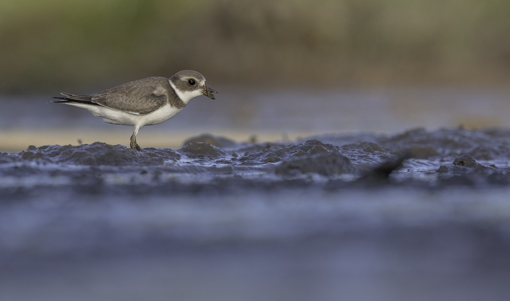 Semipalmated Plover - ML608844395