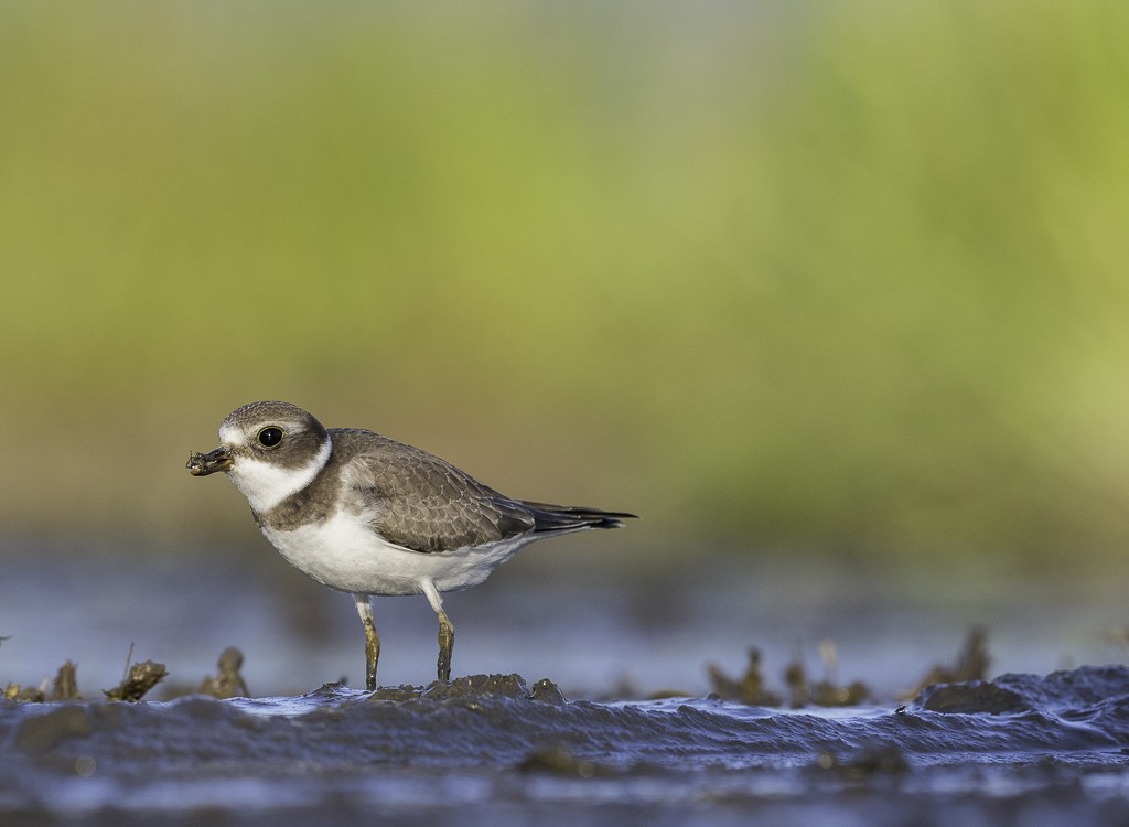 Semipalmated Plover - ML608844396