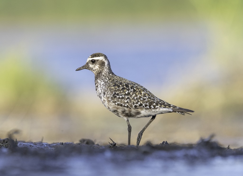 American Golden-Plover - ML608844412