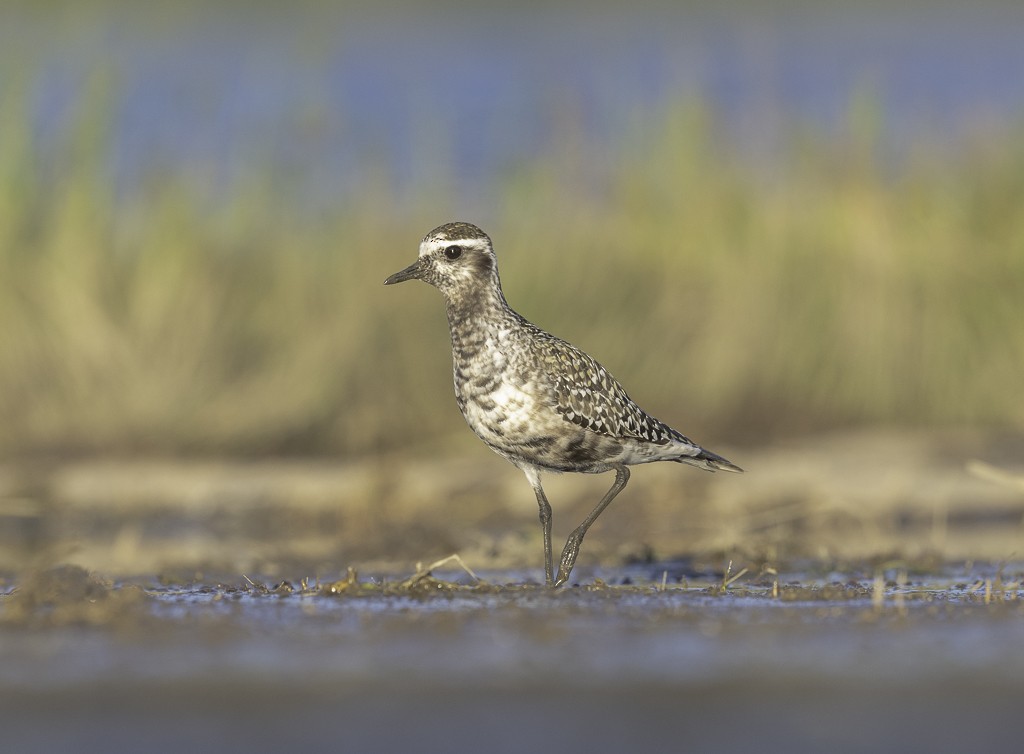 American Golden-Plover - ML608844413