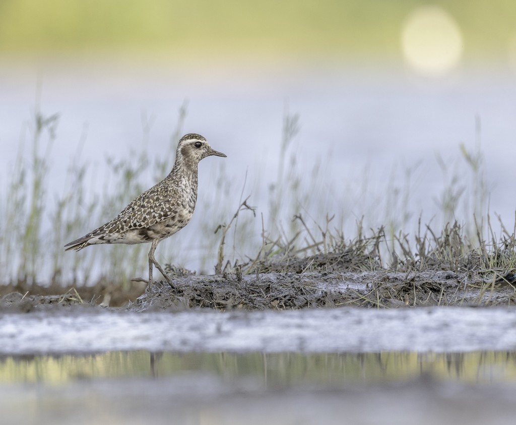 American Golden-Plover - ML608844414