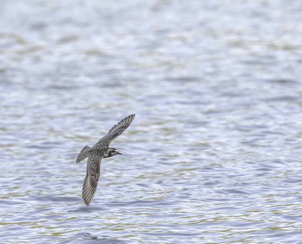 American Golden-Plover - ML608844416