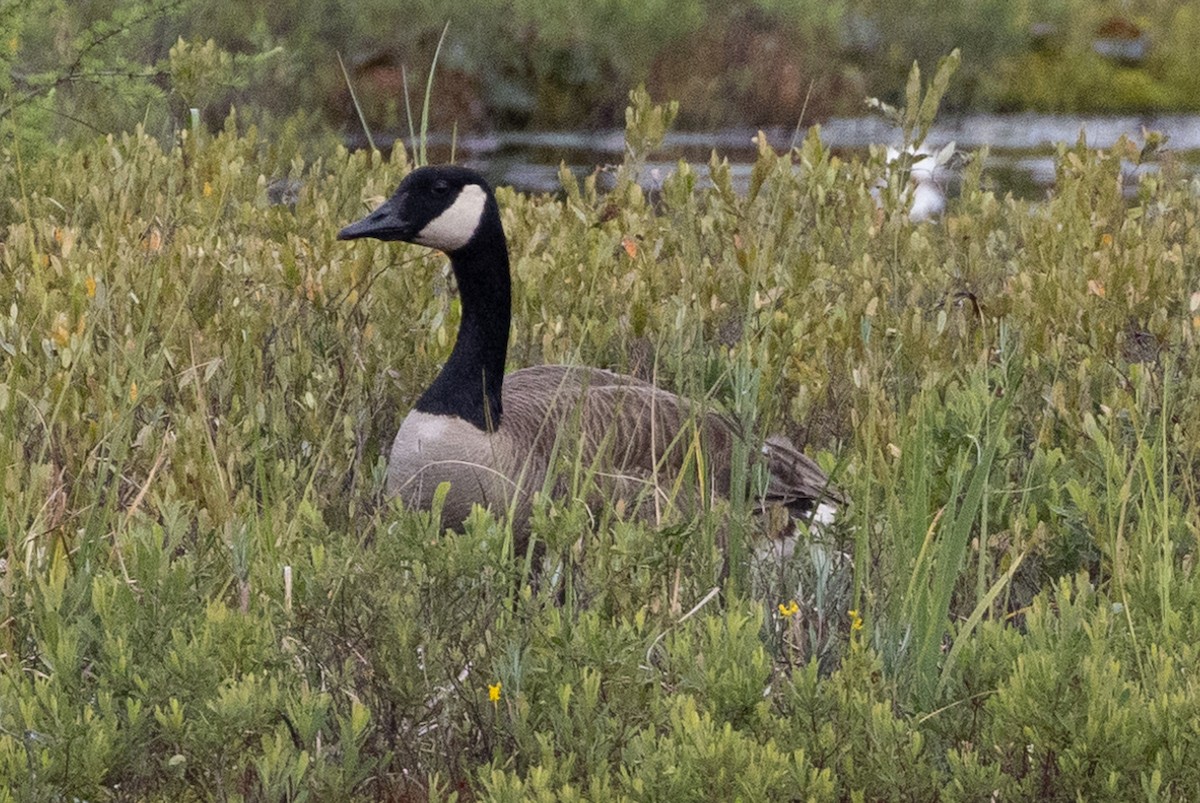 Canada Goose - John Reynolds