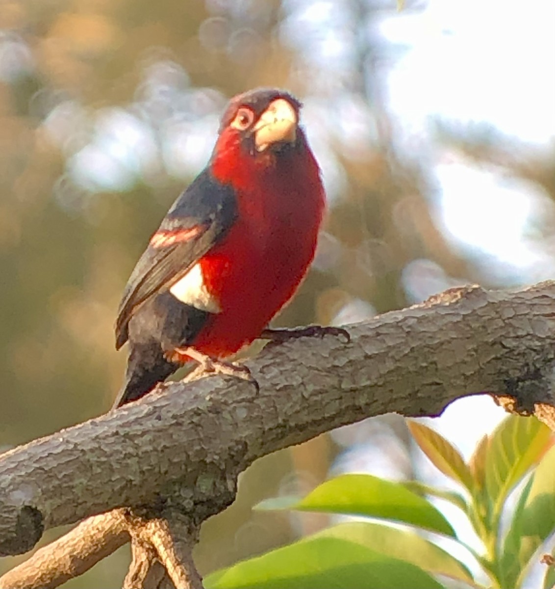 Doppelzahn-Bartvogel - ML608844434