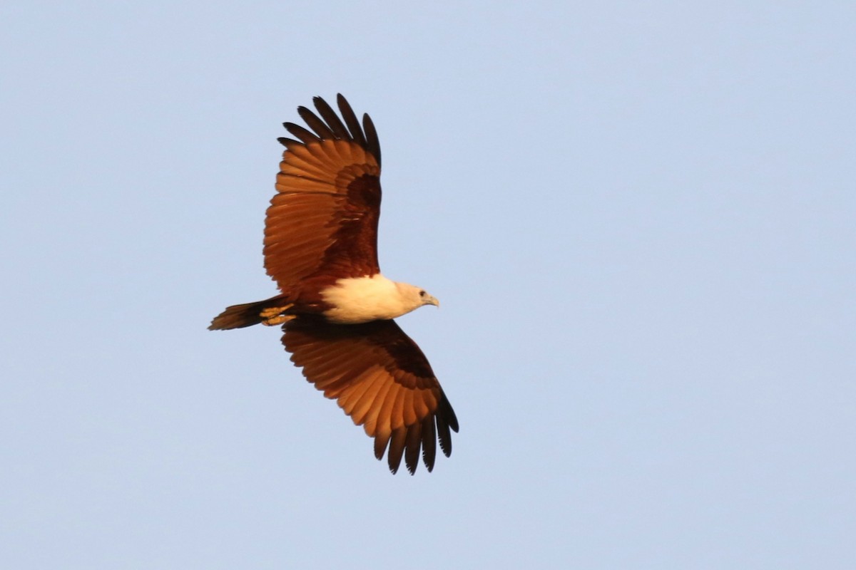 Brahminy Kite - ML608844444