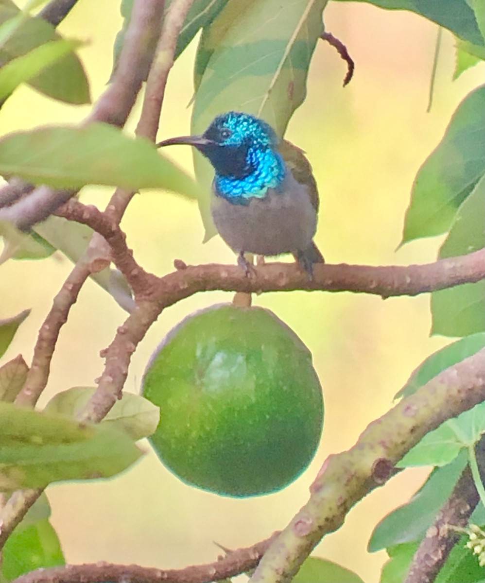 Green-headed Sunbird - ML608844455