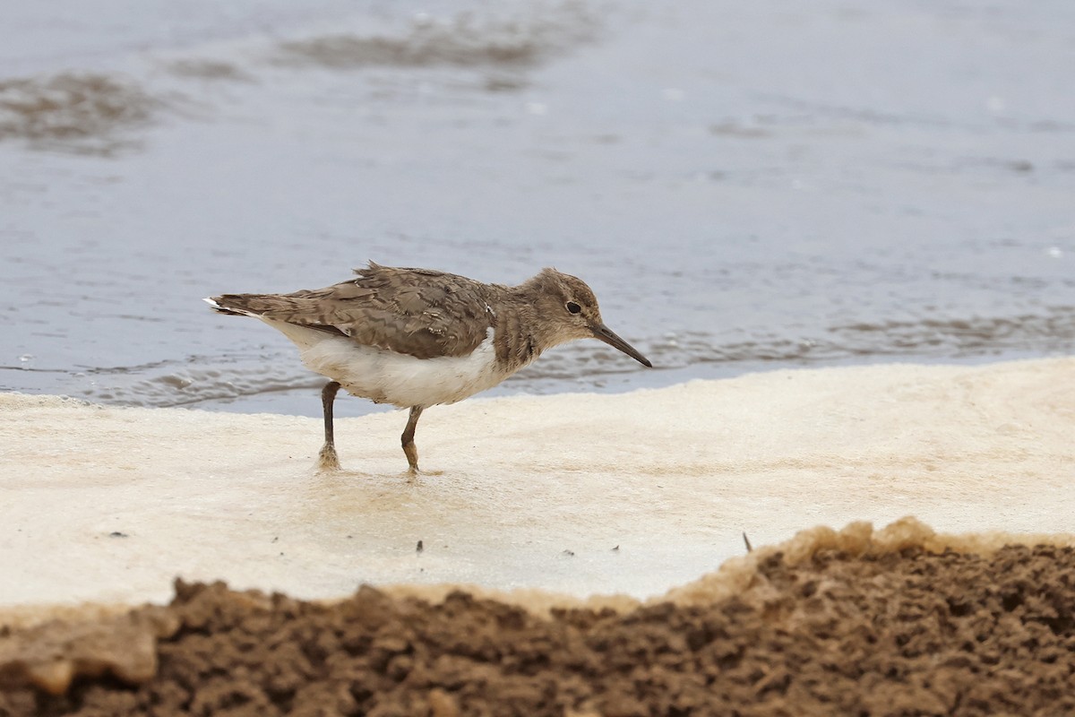 Common Sandpiper - ML608844479