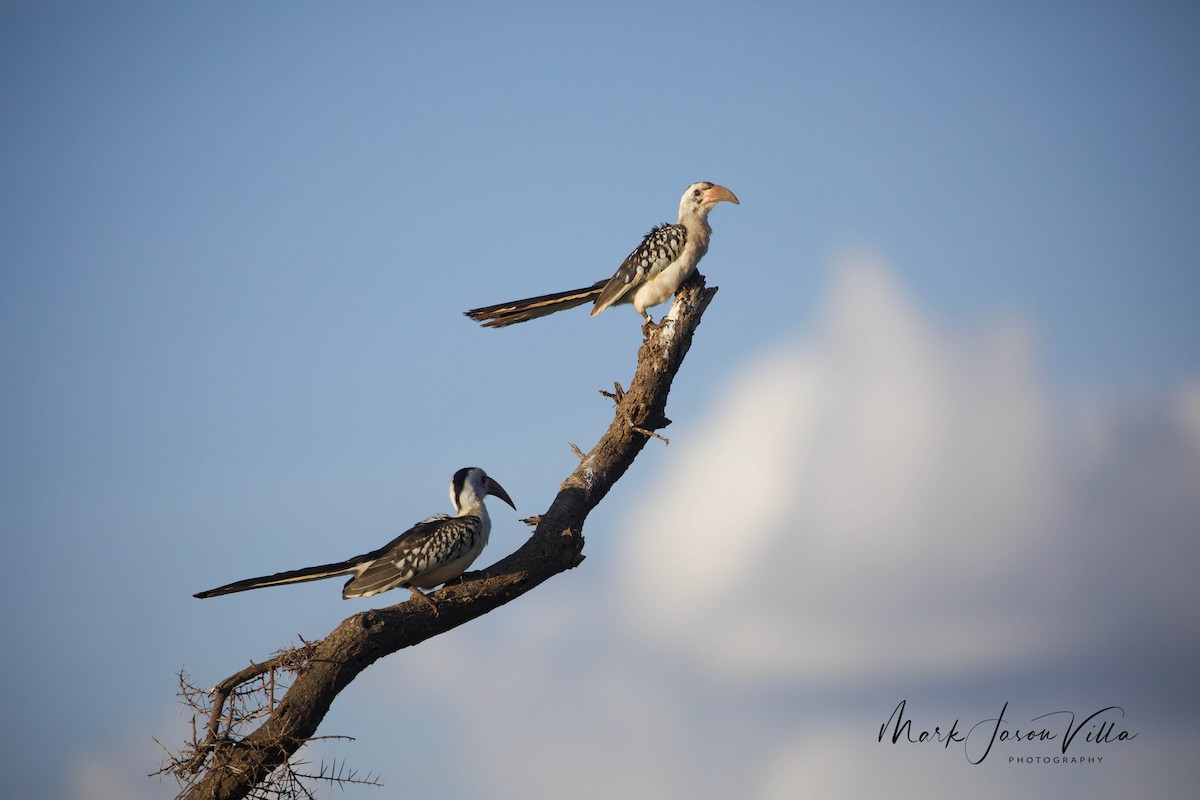 Northern Red-billed Hornbill - Mark Villa