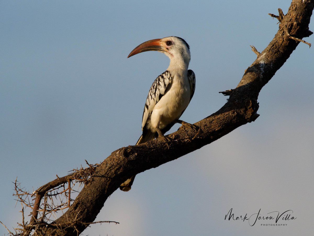 Northern Red-billed Hornbill - Mark Villa