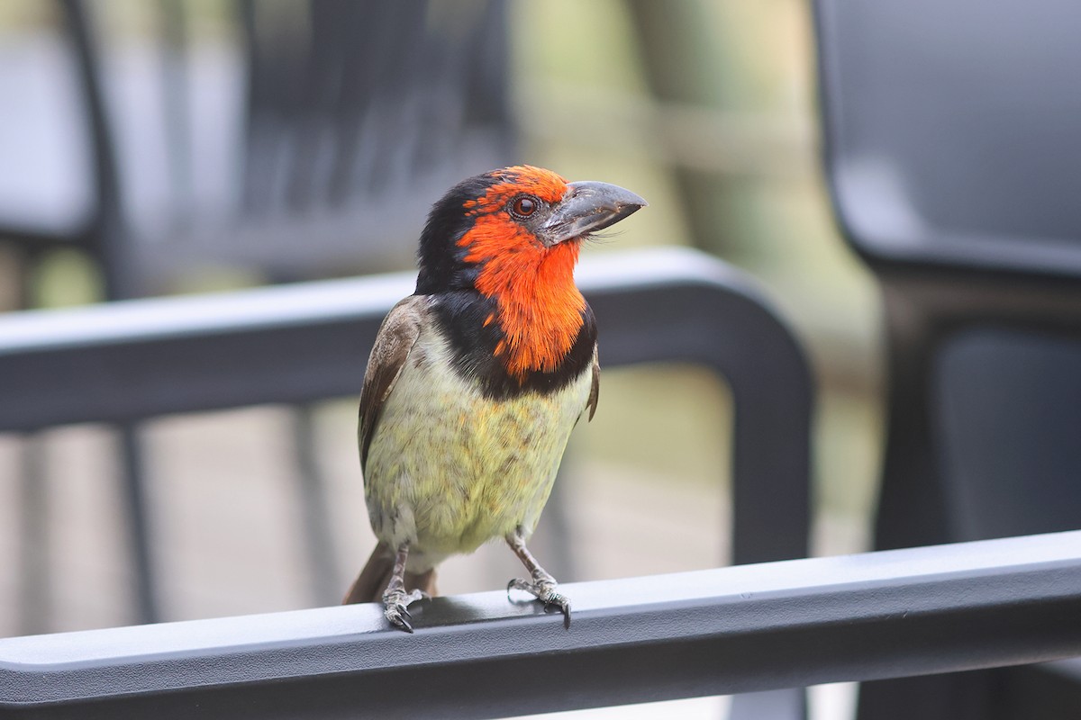 Black-collared Barbet - Charley Hesse TROPICAL BIRDING