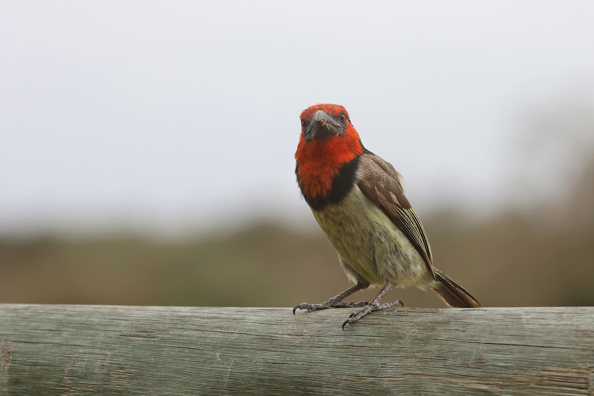 Black-collared Barbet - Charley Hesse TROPICAL BIRDING