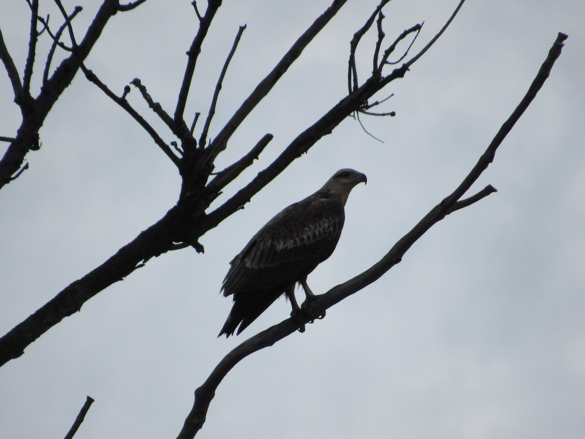 White-bellied Sea-Eagle - ML608844650