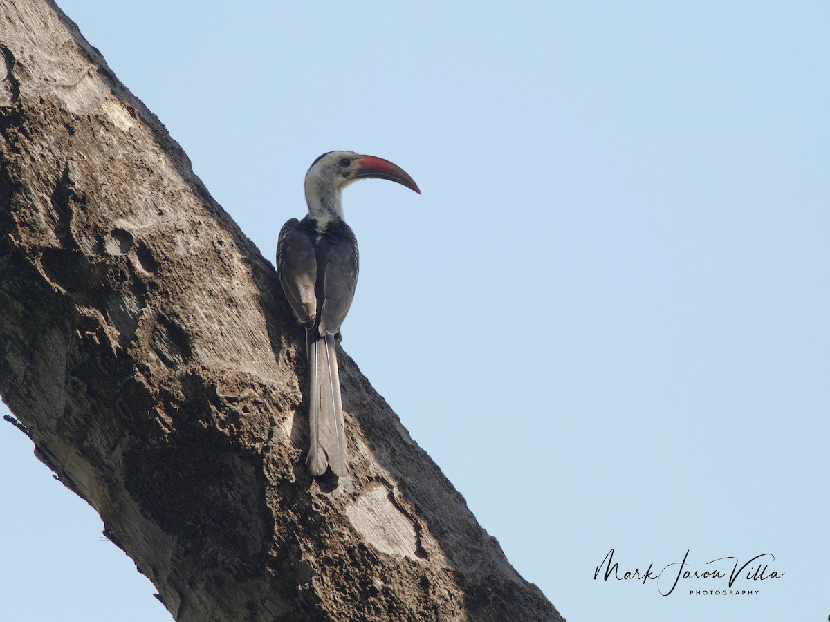 Northern Red-billed Hornbill - ML608844653