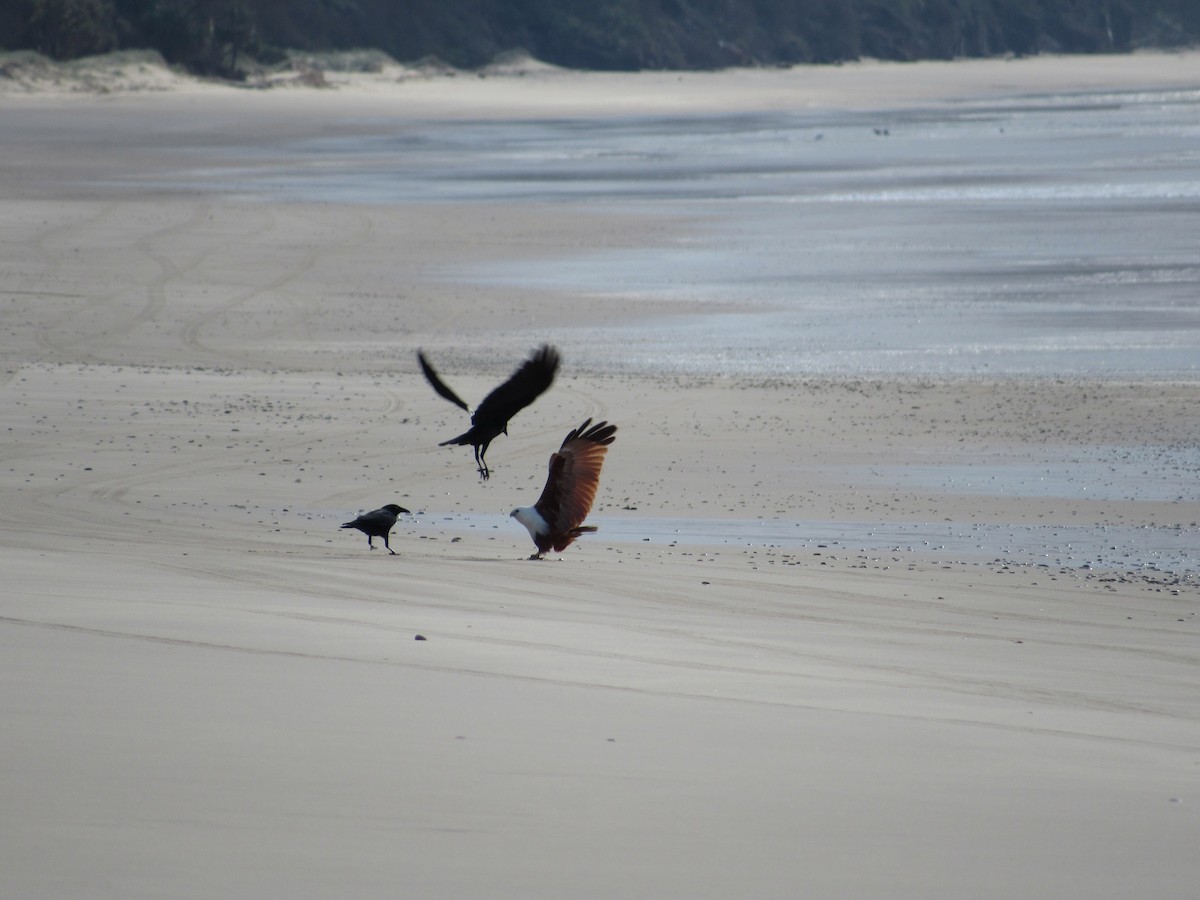 Brahminy Kite - Emma Fitzsimmons