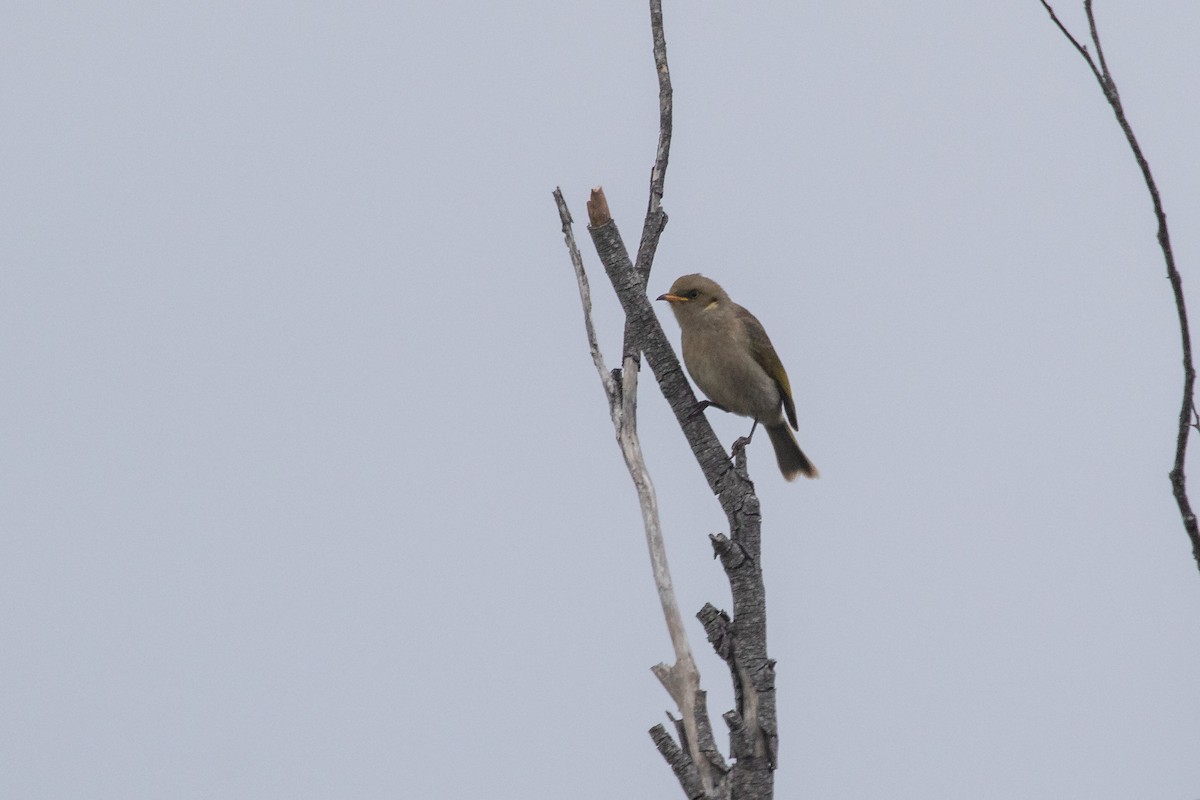 Fuscous Honeyeater - ML608844709