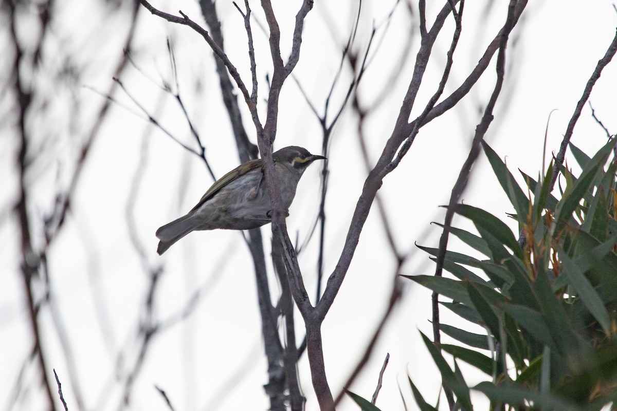 Yellow-faced Honeyeater - ML608844721