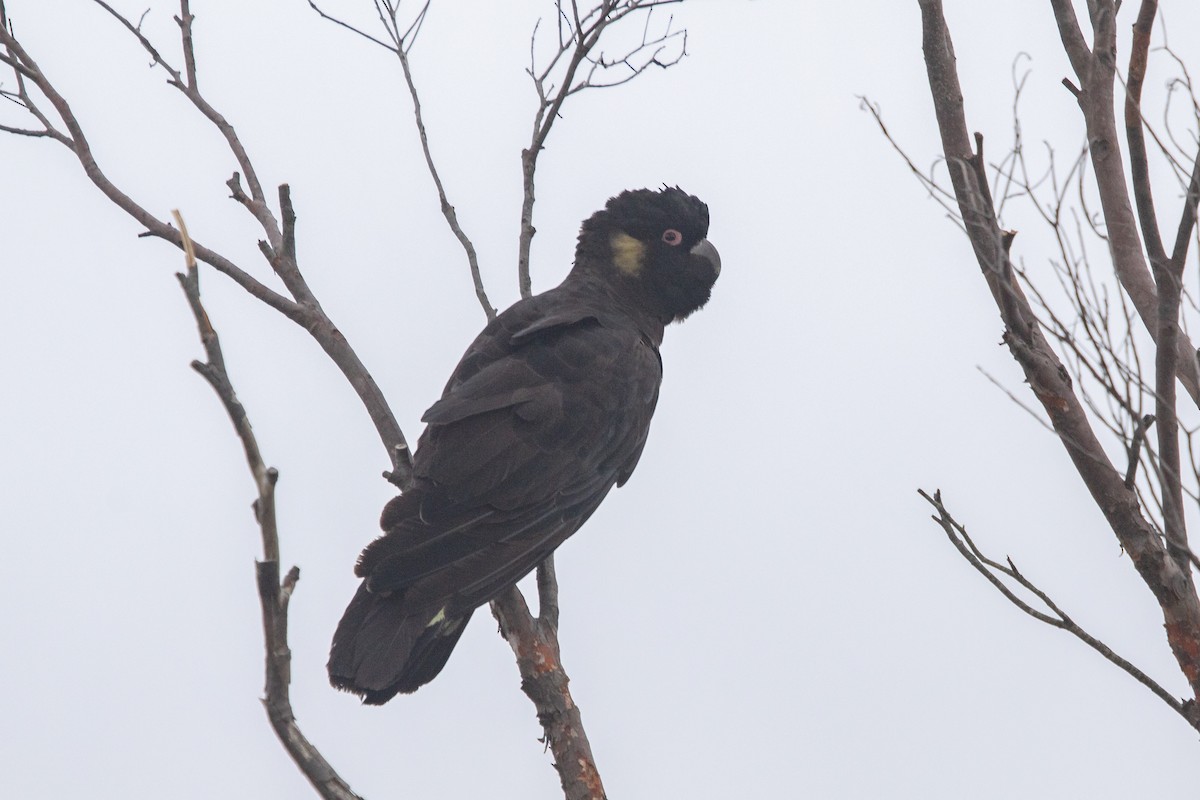 Yellow-tailed Black-Cockatoo - ML608844722