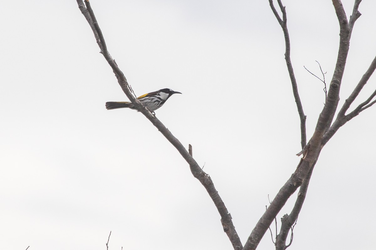 White-cheeked Honeyeater - ML608844727