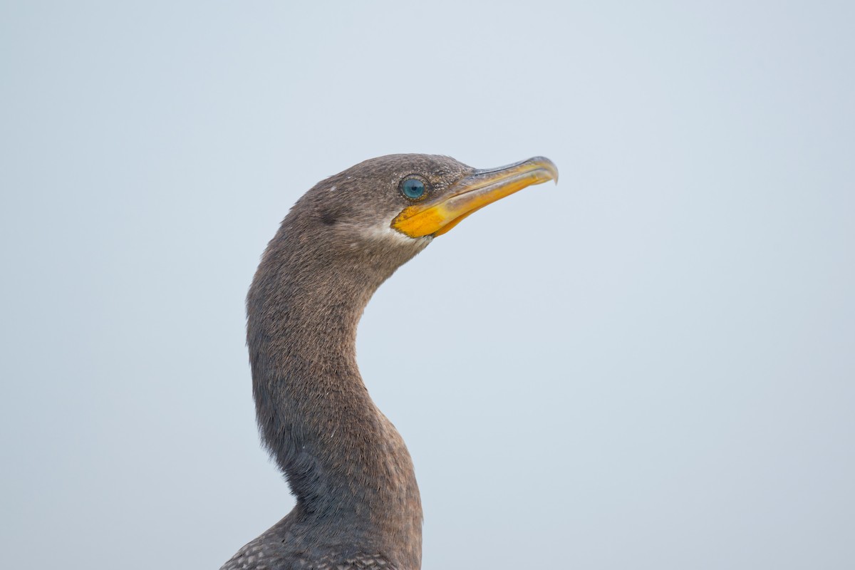 Cormorán Biguá - ML608844747