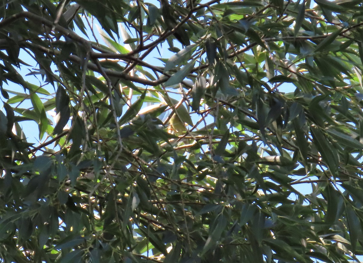 Blackpoll Warbler - ML608844815