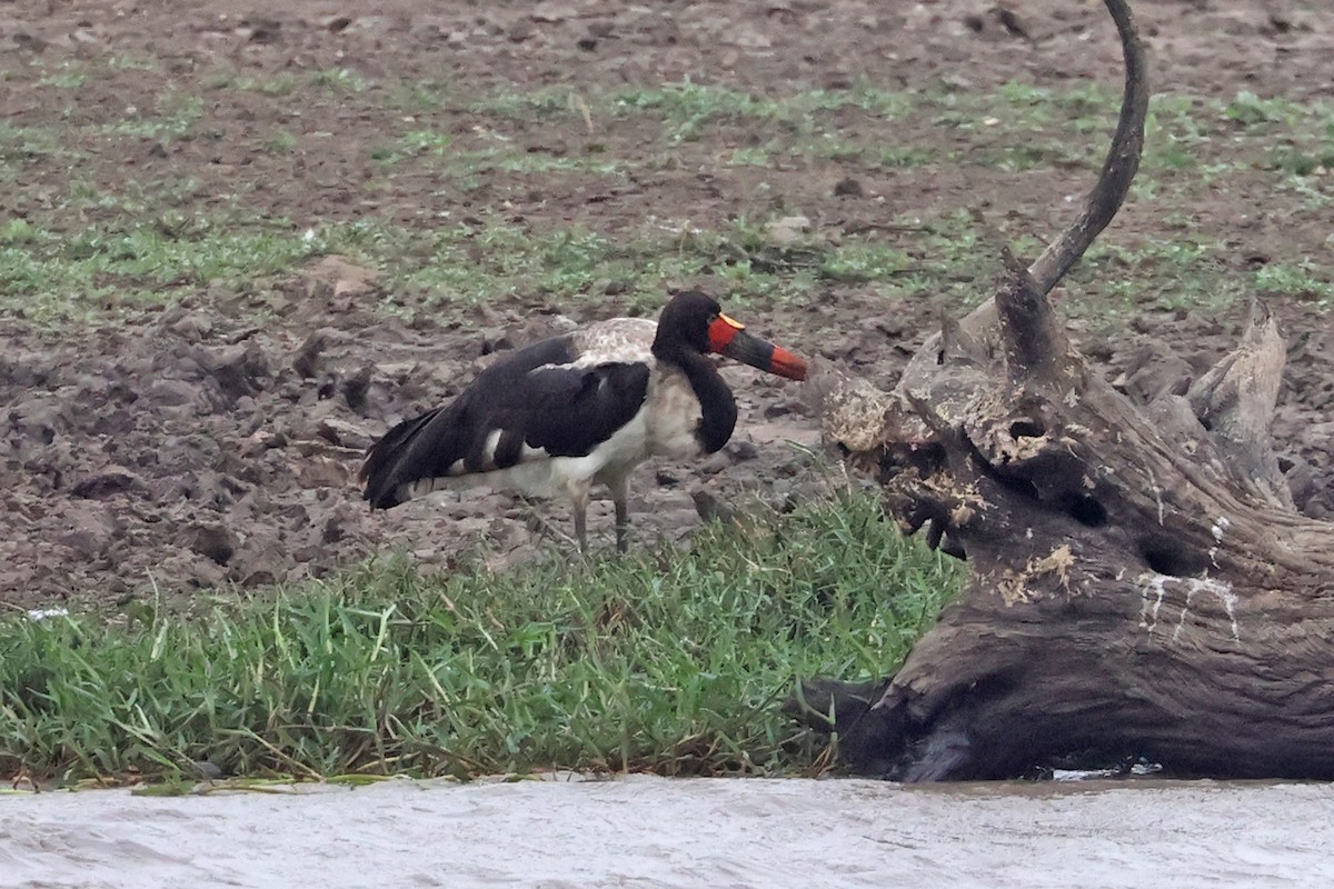 Saddle-billed Stork - ML608844818