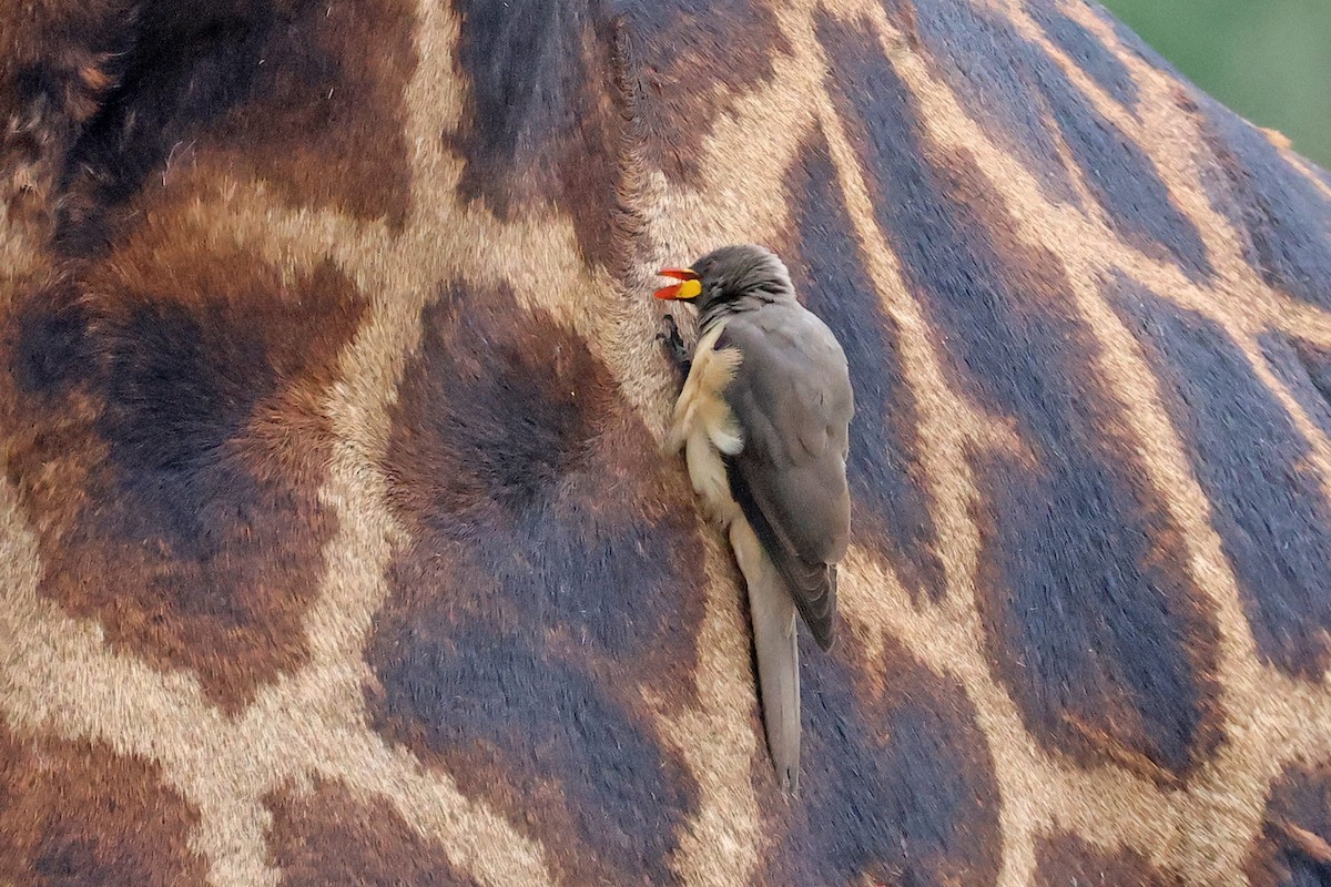 Yellow-billed Oxpecker - ML608844821