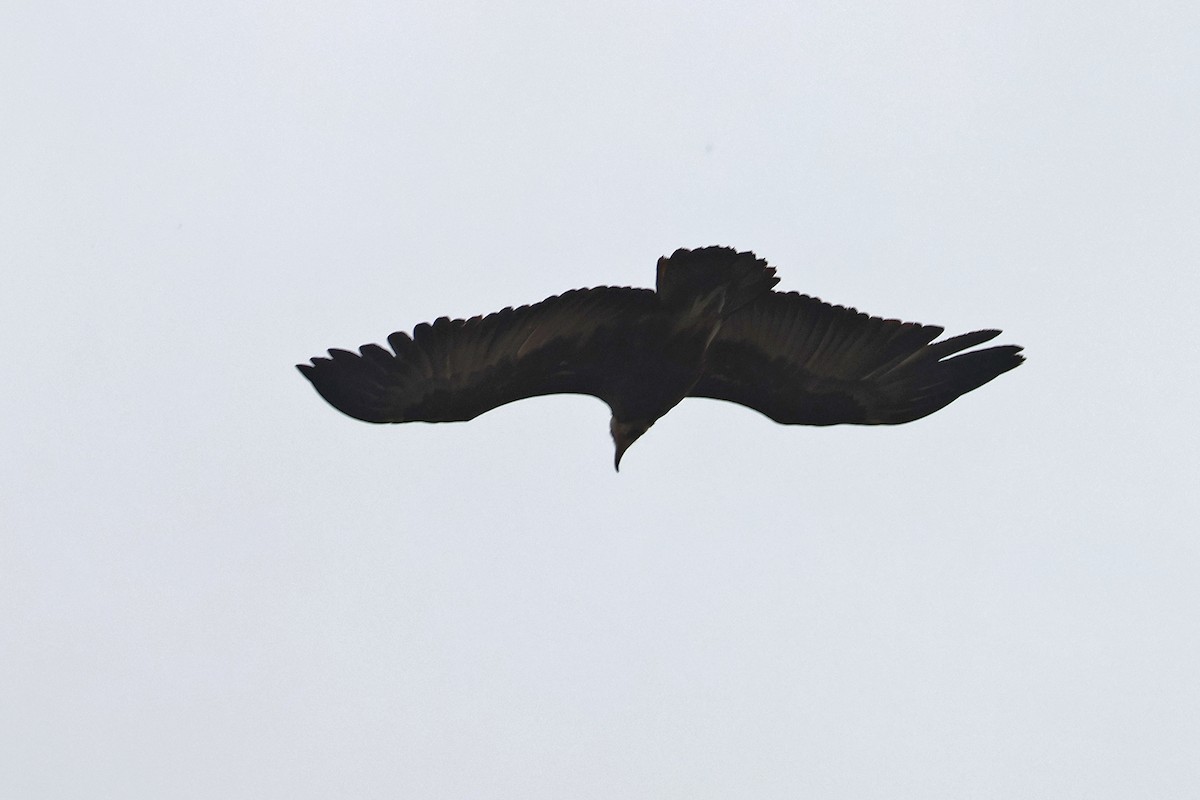 Hooded Vulture - ML608844827