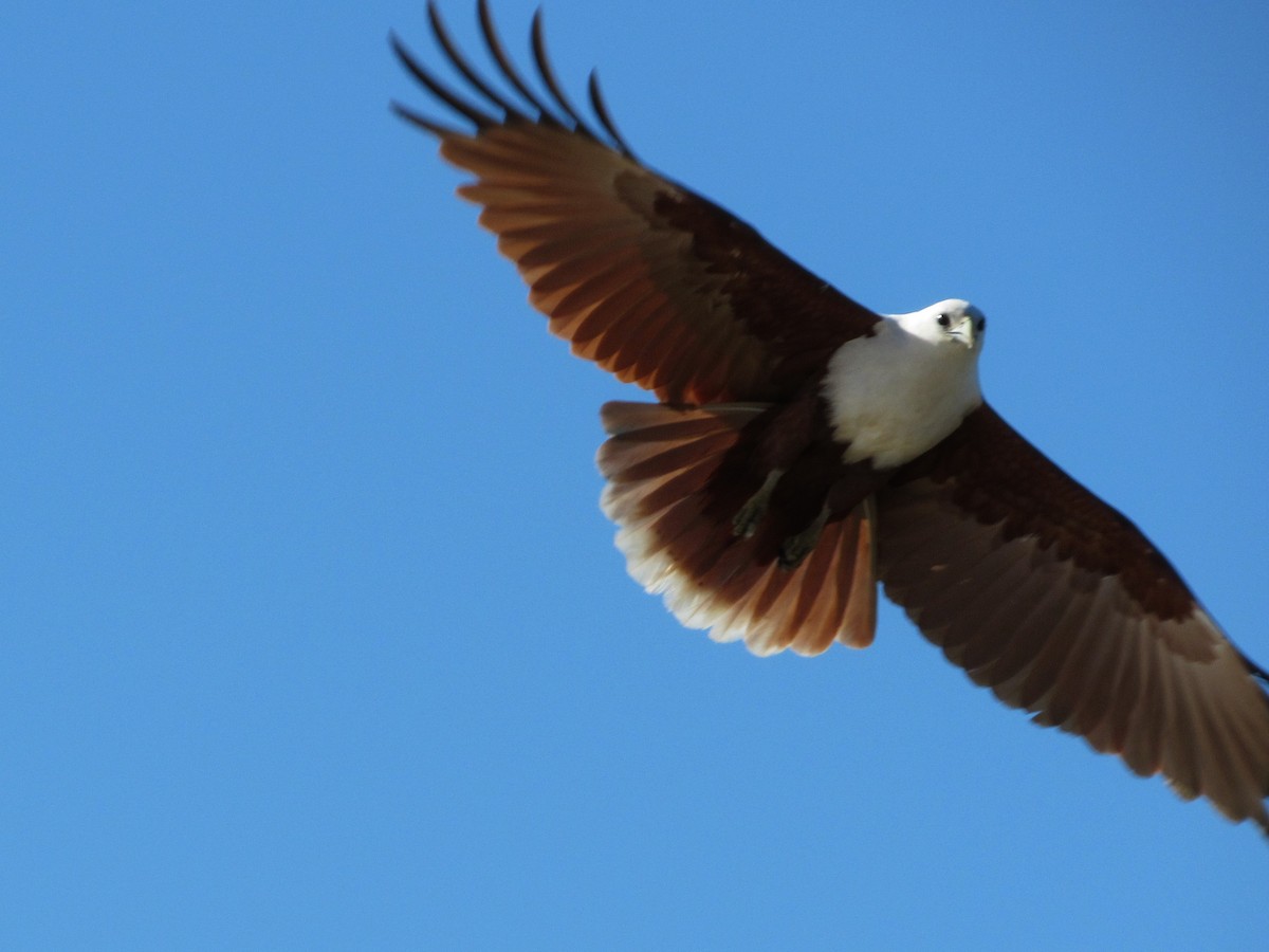 Brahminy Kite - Emma Fitzsimmons